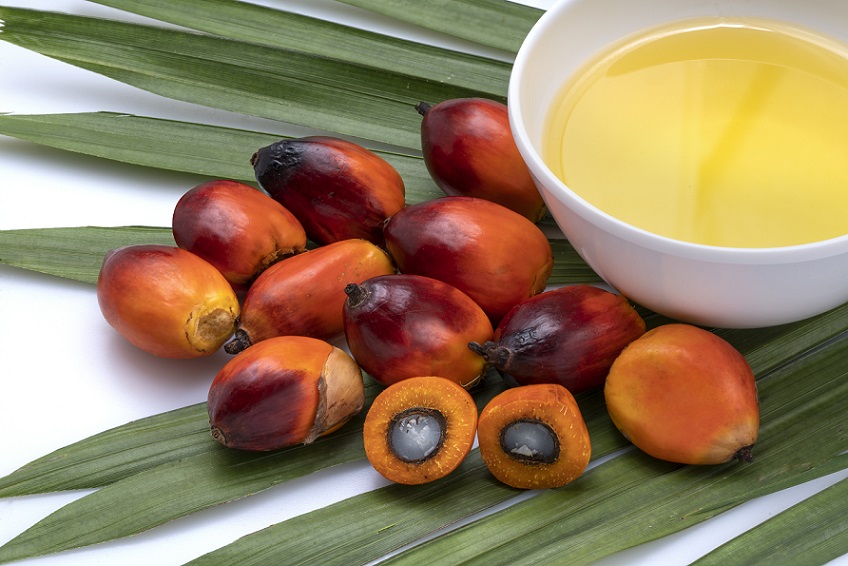 tips for harvesting palm oil