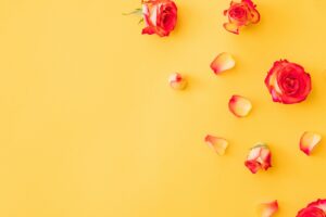 what is rose geranium essential oil