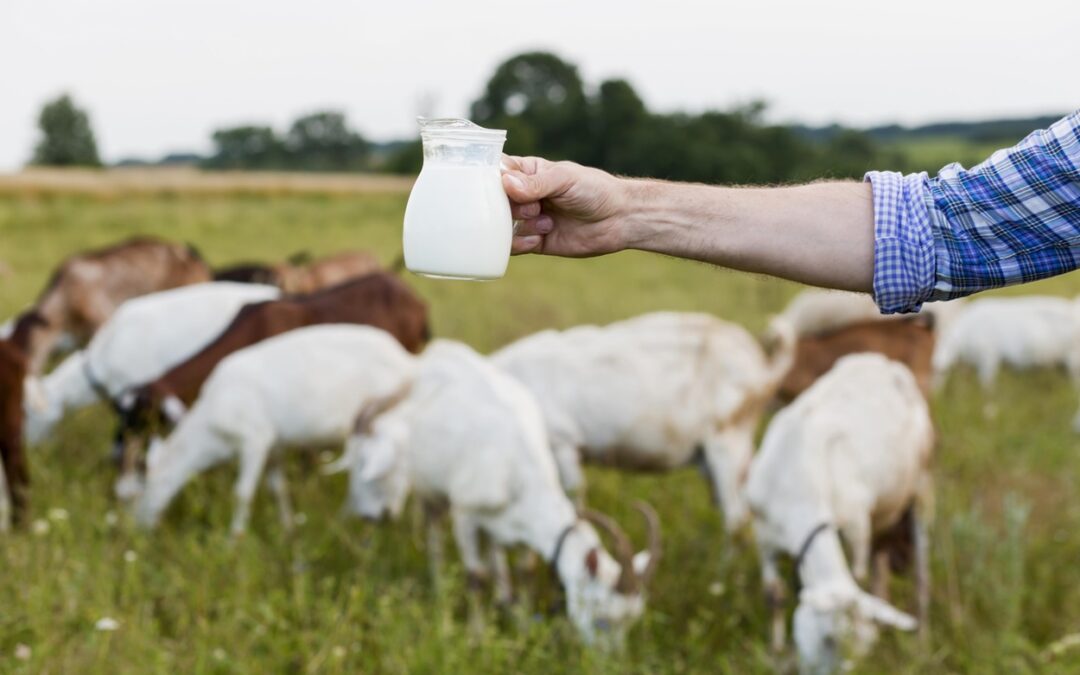 Goat’s Milk Soap Base: Crafting Luxurio …